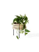 Umanoff Planter 27 från Audo Copenhagen - 7 - Jacobsen Plus